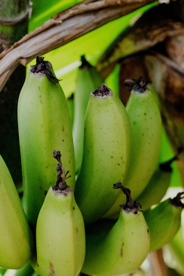 Close-up image of green unripe bananas growing on a tree, showcasing natural textures.